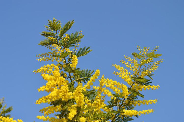 mimosa-2081978_960_720.jpg