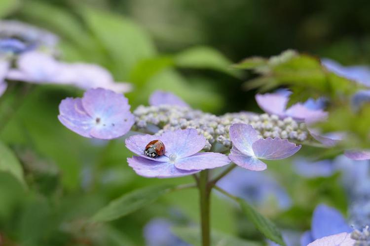 hydrangea-3481076_960_720.jpg