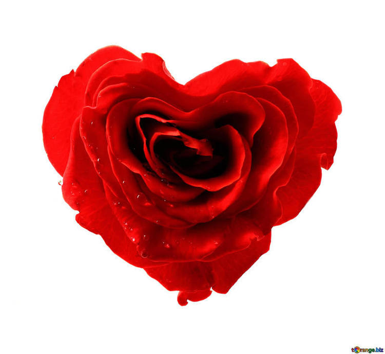 rose-flower-flowers-roses-isolated-heart-17029.jpg